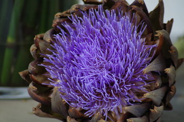 Artischockenblüte