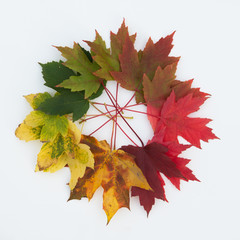 Set of autumn beautiful colour leaves from green to deep red, nice desiign element isolated over...