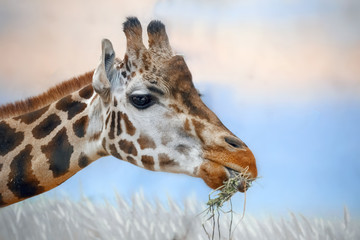 Fototapeta premium Head of a giraffe against a blue background.