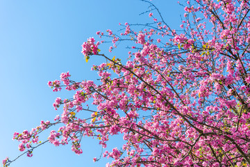 beautiful, blooming tree with pink petals