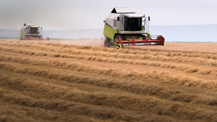 Fototapeta premium Harvesting of wheat field with combine