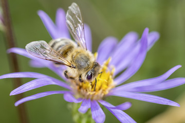 Bee pollinating „Fleabane“ - Erigeron Hybride