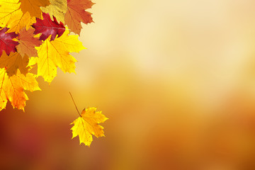 Naklejka na ściany i meble Beautiful sunny colorful fall season leaves on blurry bokeh copy space background. Selective focus used.