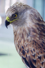 Red kite portrait taxidermy objects