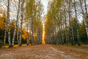 Shady avenue of high birches with dirt road. Vladimirskoe village, Nizhegorodsky region, Russia. 