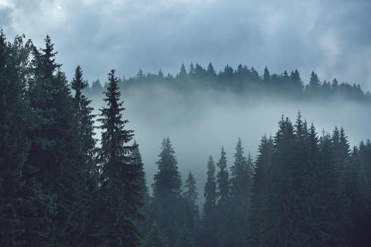 Forested mountain slope in low lying cloud with the evergreen conifers