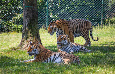 Beautiful threesome of tigers on the grass beside a tree.