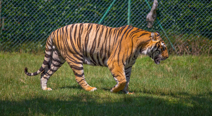 Fototapeta na wymiar Isolated tiger walking on the grass.