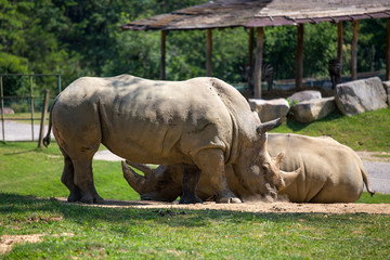 Naklejka premium Couple of rhinoceros in the dust