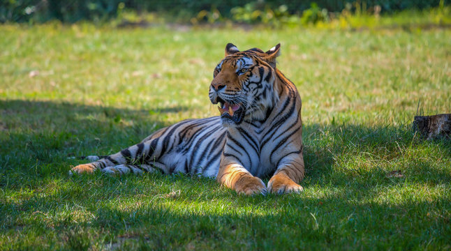 Isolated tiger sits on the grass.