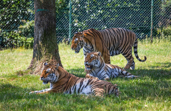 Beautiful threesome of tigers on the grass beside a tree.