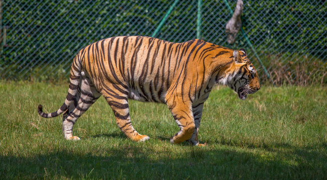 Isolated tiger walking on the grass.