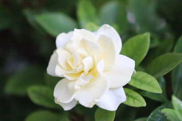 gardenia