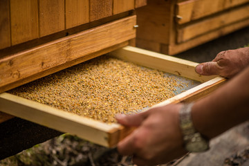 detail of bee keeper taking out pollen propolis  tray out of bee hive 