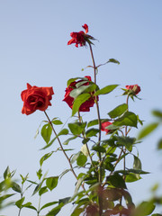 Rosal rojo sobre cielo azul