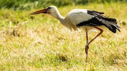 Stork
