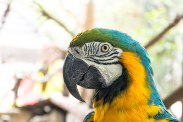 Colorful macaw bird around with natural background