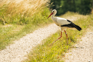 stork © Rainer