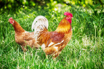 Big red rooster and chicken on a free-range farm