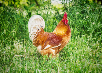Big red rooster on a free-range farm