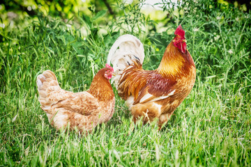 Big red rooster and chicken on a free-range farm