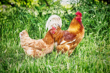 Big red rooster and chicken on a free-range farm