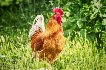 Big red rooster on a free-range farm