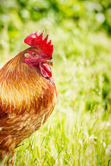 Big red rooster on a free-range farm