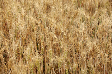wheat mature
