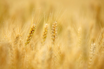 wheat mature