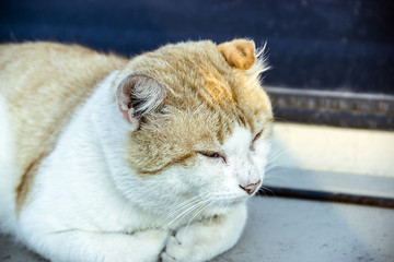 Redhead with white cat on