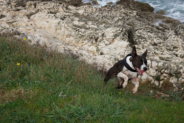 American staffordshire terrier Amstaff