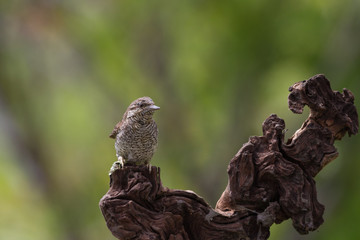 Il picchio torcicollo (Jynx torquilla)