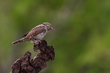 Il picchio torcicollo (Jynx torquilla)