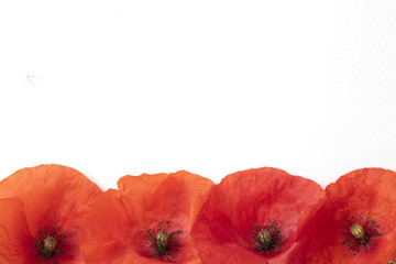 Borders and Frames Made out of Poppies on White Background