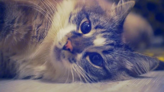 Portrait of an adult fluffy lazy blue-eyed cat lying on the floor