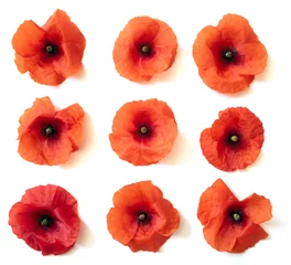 Photo sur Aluminium Coquelicots Poppies on A White Background
