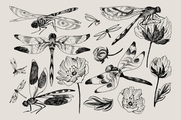 Big set of vector floral elements with black and white hand drawn herbs, wildflowers and dragonfly in sketch style. - obrazy, fototapety, plakaty