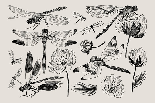 Big set of vector floral elements with black and white hand drawn herbs, wildflowers and dragonfly in sketch style.