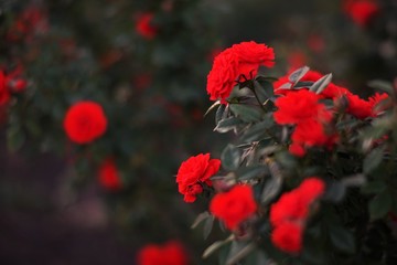 Scarlet roses bush in the garden