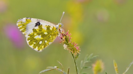 Euchloe ausonia  151