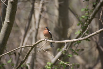 Oiseau sur la branche