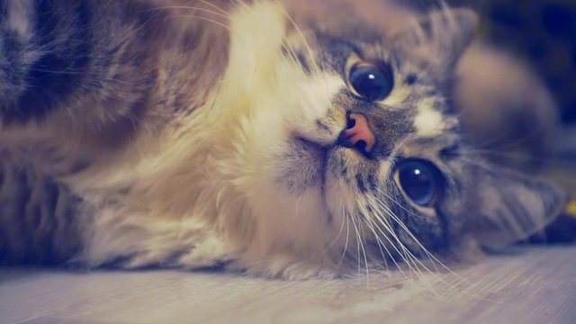 Portrait of an adult fluffy lazy blue-eyed cat lying on the floor