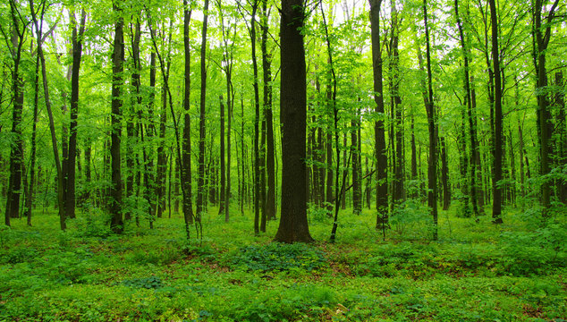 Fototapeta green forest in spring
