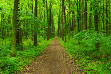 green forest in spring