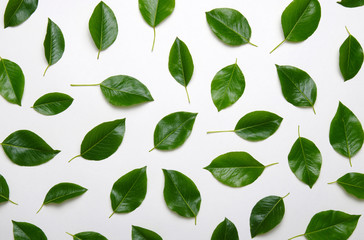 Green leaves isolated on white