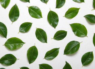 Naklejka premium Green leaves isolated on white