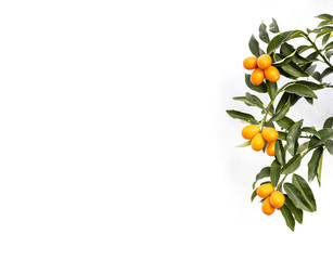 Branch of a kumquat  (cumquat) tree over white background