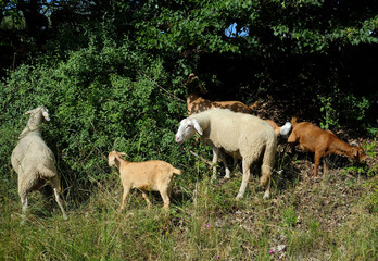 Fototapeta premium Schafe und Ziegen