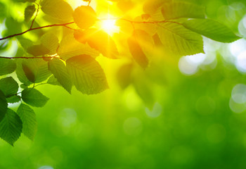 Green leaves and sun